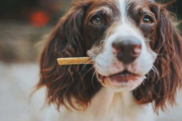 james lacy 5w3oIN 0Lzs unsplash Pet food