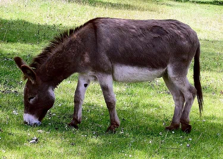 Donkey. Like the ones at Hillside animal sanctuary Donkey like the ones at Hillside Animal Sanctuary