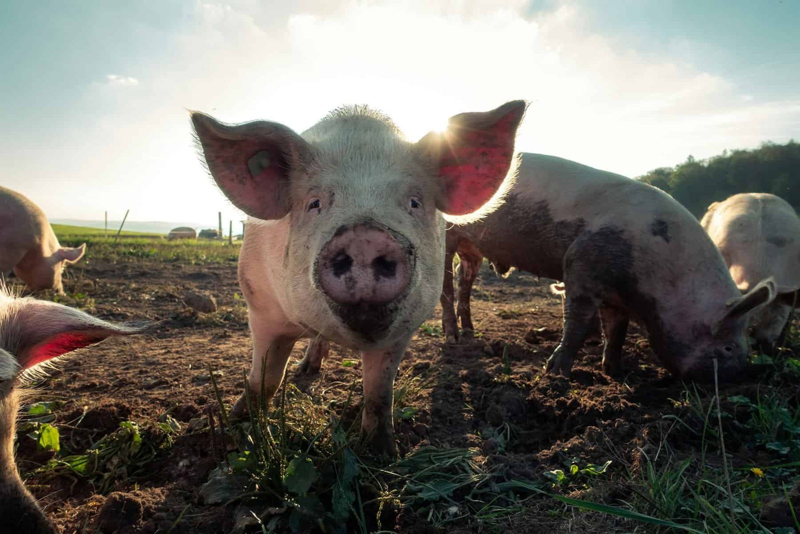 Are Pigs Intelligent? Is Einstein Tasty? are pigs intelligent