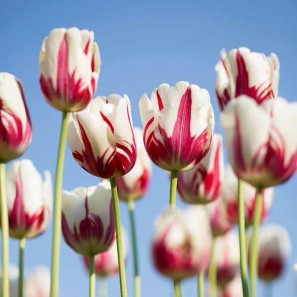 Freddie's Flowers